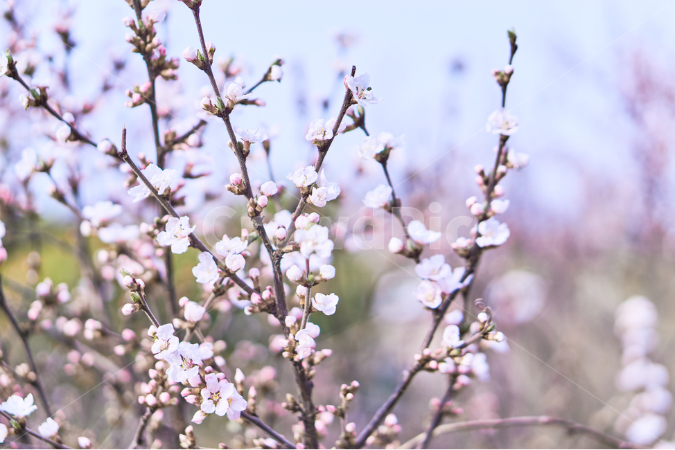 봄,꽃,식물,flower,spring,매화,백매화,plant,wood,나무,자연,nature,식물,자연,plants,nature,꽃,flower