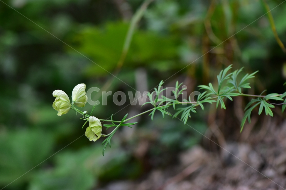 백부자,야생화,꽃,생태,식물,자연,들꽃,산꽃,감성,힐링,플라워,계절,식생,시즌,wild,flower,plants,nature,season,배경,풀,초본,가을,희귀식물,식물,자연,plants,nature