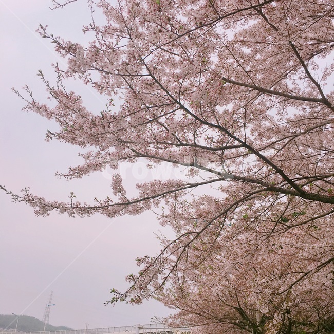 plant,식물,cherryblossom,벚꽃,blossom,꽃,flower