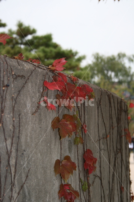 가을,넝쿨,잎,단풍,벽,가을,계절,fall,autumn,season,자연,풍경,nature,landscape,leaf,plant,식물,tree,나무