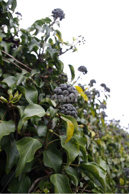 송악,잎,열매,식물,plant,자연,nature,과일,열매,fruit