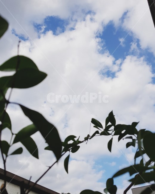 하늘,구름,맑은,sky,cloud