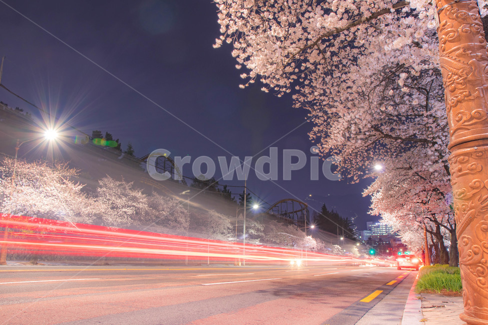 벚꽃,벚꽃길,장노출,자동차궤적,야경,cherryblossom,봄,계절,spring,season,야경,밤,풍경,nightscape,night,landscape,교통,교통수단,traffic,transportation