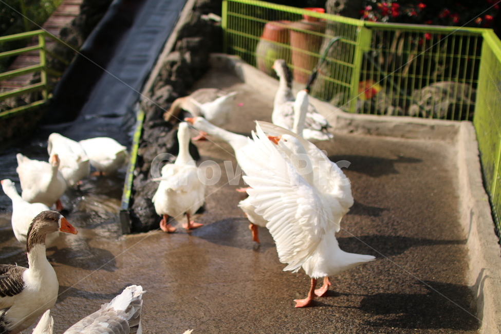 오리,거위,동물,duck,animal,goose,양서류,날개,나는,fly,겨울,winter,흰,white,부리,눈,접사,제주도,jeju,제주,조류,새,birds