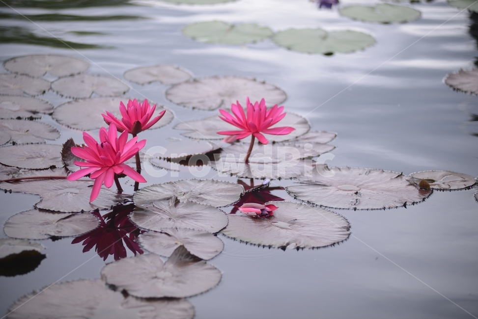 수련,연꽃,반영,물,자연,꽃,연잎,분홍,초록,식물,자연,plants,nature,꽃,flower
