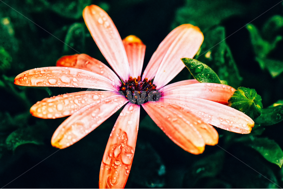 flower,꽃잎,비오는날,접사,macro,식물,자연,plants,nature,꽃,flower