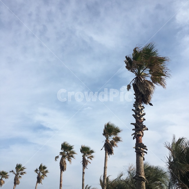 야자수,자연,나무,구름,하늘,자연,풍경,nature,landscape,tree,plant,식물,palm tree