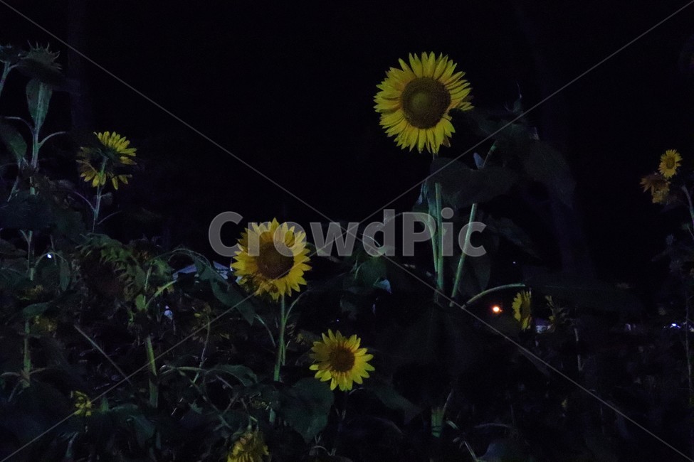 해바라기,야외,꽃,flowers,sunflower