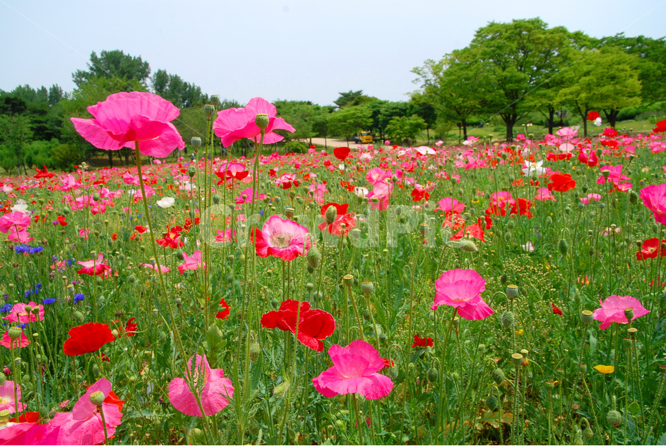 꽃양귀비,양귀비꽃,5월,정원,가든,꽃밭,공원,park,flowers,plant,beautiful,poppy,아름다운,꽃송이,꽃잎,봄,계절,spring,season,자연,풍경,nature,landscape,식물,plants,꽃,flower,blossom
