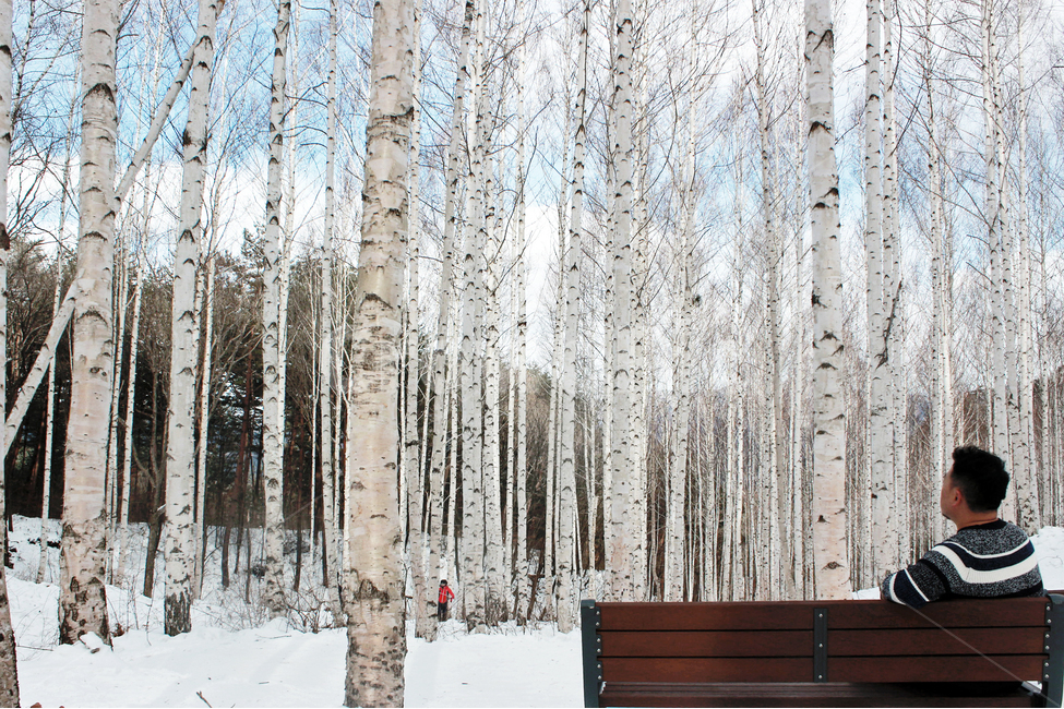 자작나무,숲,휴식,겨울,강원도,여행,계절,국내여행,겨울,계절,winter,season,자연,풍경,nature,landscape,식물,plants,나무,trees,wood,사람,인물,인간,human,person,남성,남자,man,male,tree,plant