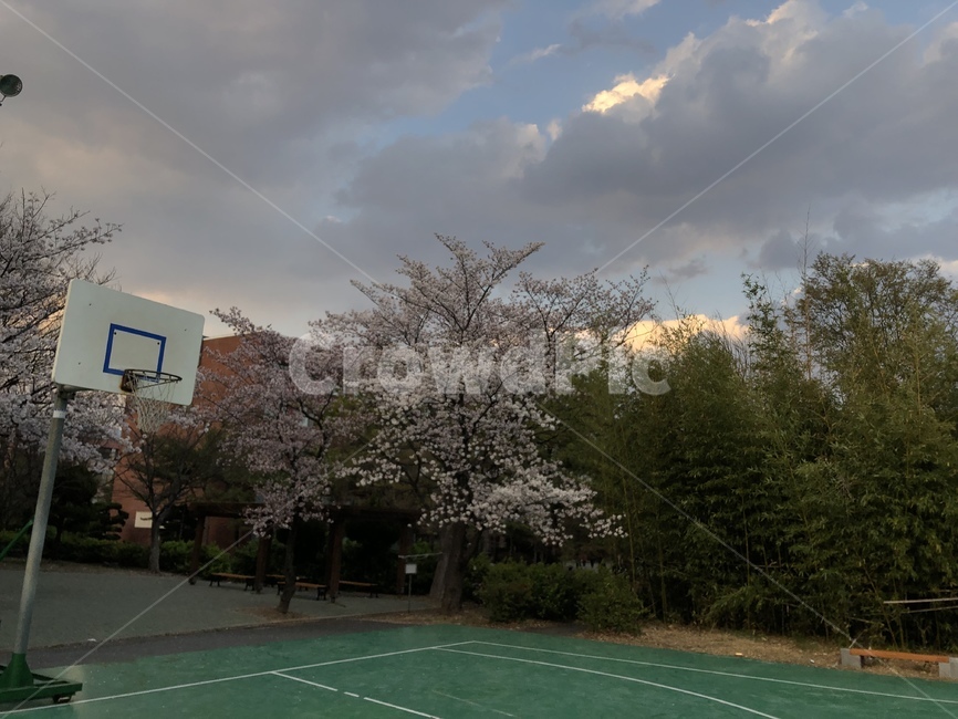 하늘,봄날,벚꽃,봄,자연,풍경,봄,계절,spring,season,sport,스포츠,team sport,팀 스포츠,basketball,농구,sports,team,팀,basketball court,농구장