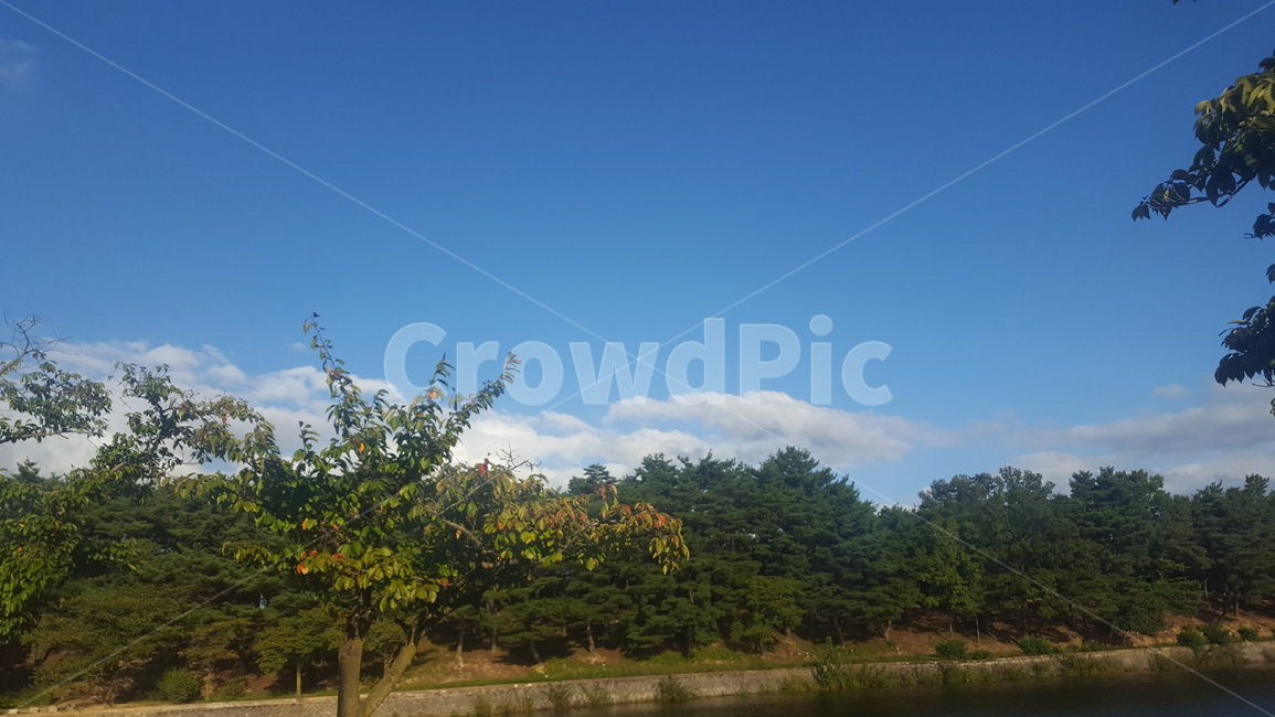 나무,하늘,season,계절,예쁜배경,자연환경,자연,nature,sky,tree,청명한하늘