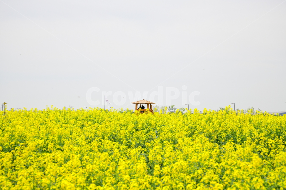 field,들,옥외,outdoors,nature,자연,원두막,유채꽃,봄,계절,spring,season,자연,풍경,nature,landscape
