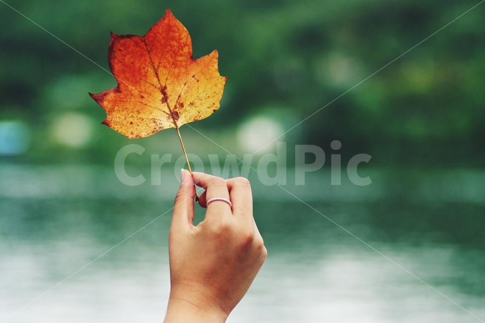 손,낙엽,가을,가을사진,감성,감성사진,쓸쓸함,반지,leaves,hand,fall,autumn,낭만,낭만적,로맨틱,식물,자연,plants,nature,나무,trees,wood,사람,인물,인간,human,person,신체일부,몸,body,감성,sensible,feeling