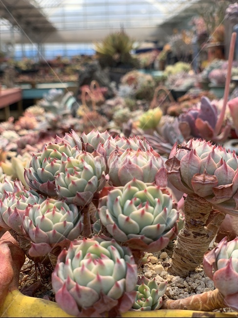 다육,식물,다육이,화분,농장,식물,자연,plants,nature