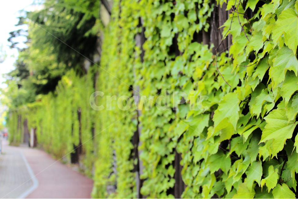 덩쿨,넝쿨,담장,당쟁이,벽,식물,자연,plants,nature