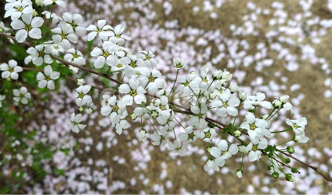 자연,봄,정원,꽃,꽃길,식물,자연,plants,nature,꽃,flower