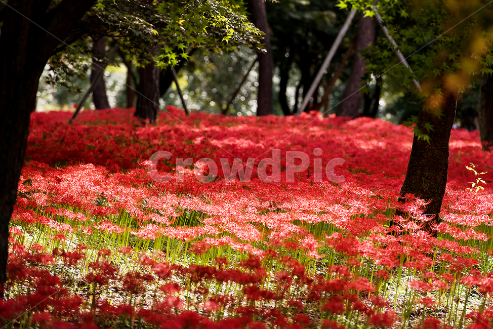 꽃밭,상사화축제,꽃무릇축제,배경,아름다운풍경,식물,자연,plants,nature,꽃,flower