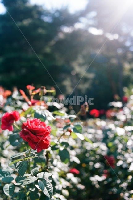 꽃,햇살,감성사진,봄,계절,필름사진,빛망울,보케,식물,자연,plants,nature,꽃,flower,감성,sensible,feeling,휴식,힐링,rest,relaxation,healing