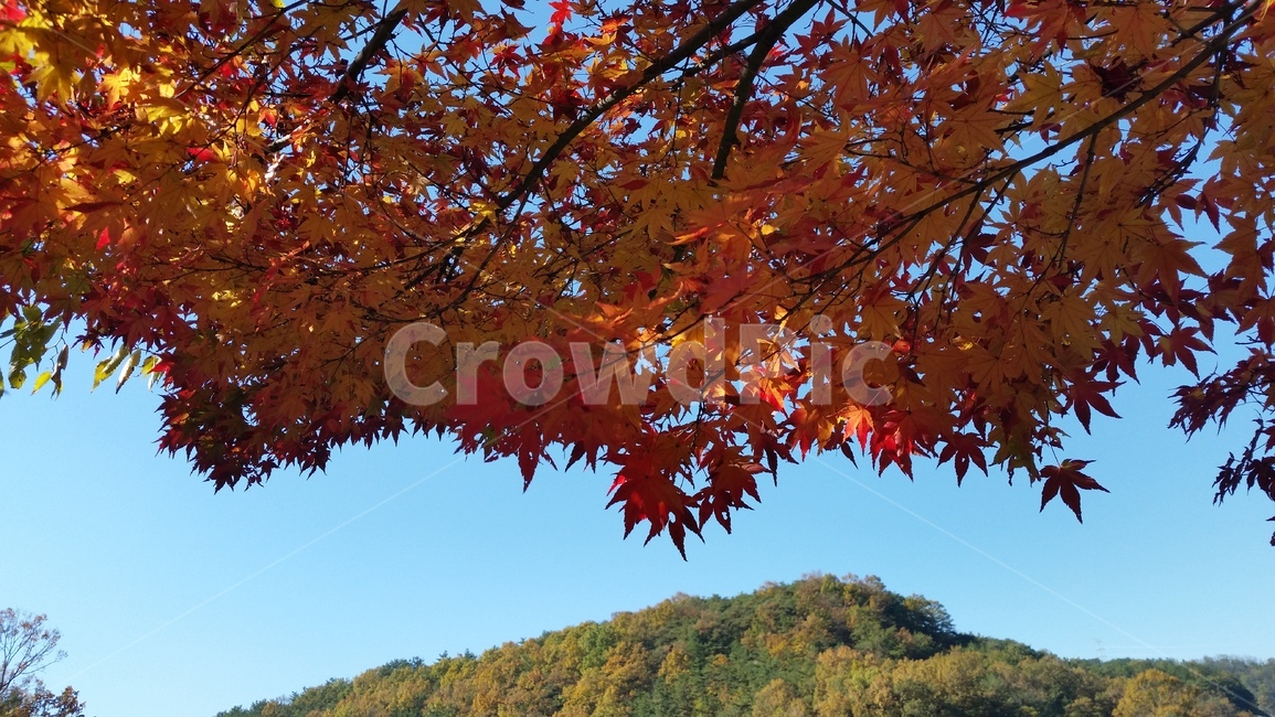 가을,낙엽,햇살,산책,단풍,가을,계절,fall,autumn,season,plant,식물,leaf,잎,tree,나무