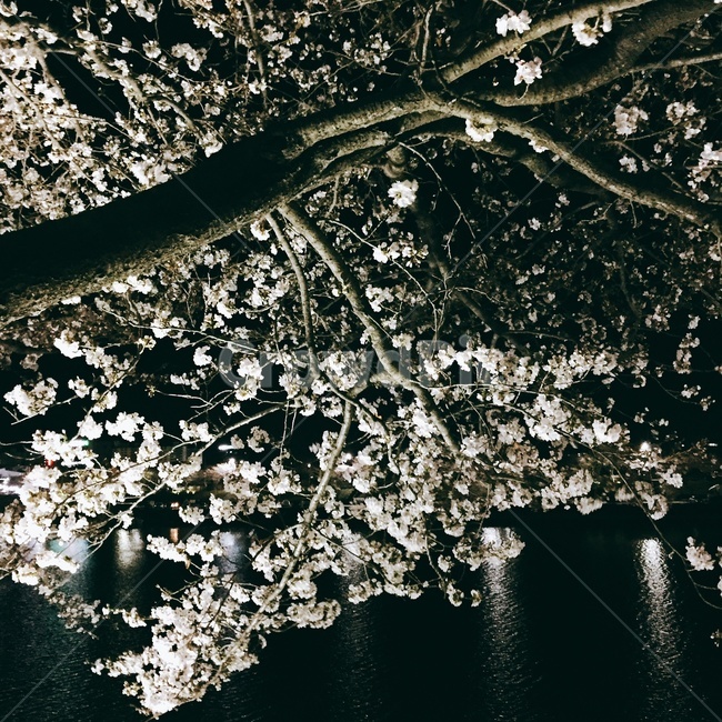 cherryblossom,벚꽃,꽃,flower,blossom,식물,자연,plants,nature,꽃,flower