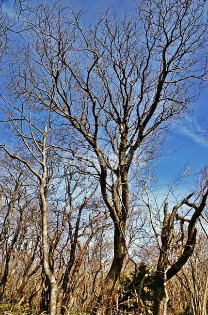 숲,나무,한라산,한라산국립공원,제주도,자연