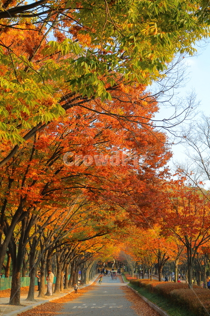 단풍,가을,공원,나무,인천대공원,단풍놀이,가을,계절,fall,autumn,season,자연,풍경,nature,landscape,사람들,대중,군중,other people,crowd,tree,plant,식물,maple