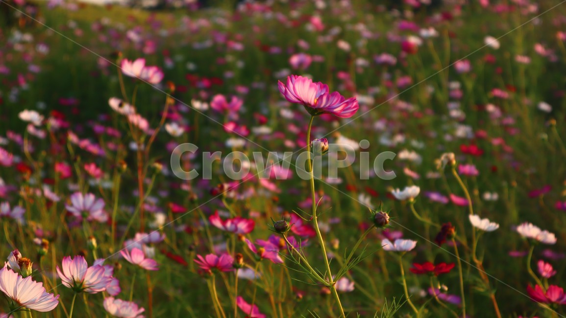 꽃,flower,식물,plant,blossom,분홍색,보라색