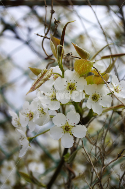 꽃,flower,계절,봄,spring,식물,plant,자연,nature,지붕,봄,계절,spring,season,식물,자연,plants,nature,꽃,flower