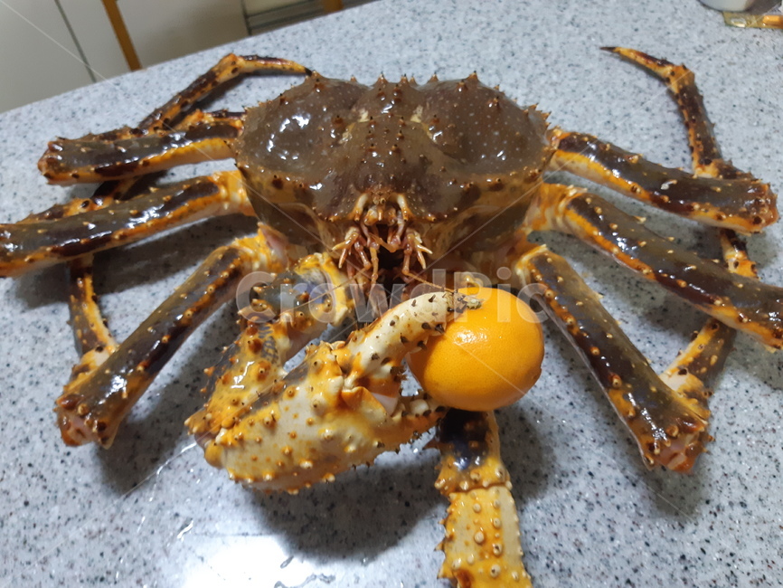 킹크랩,해산물,kingcrab,crab,음식,수산물,바다,생물,sea,바다생물,food,큰게,크랩,귤,과일,과일킹크랩,요리,식재료,과일수산물요리