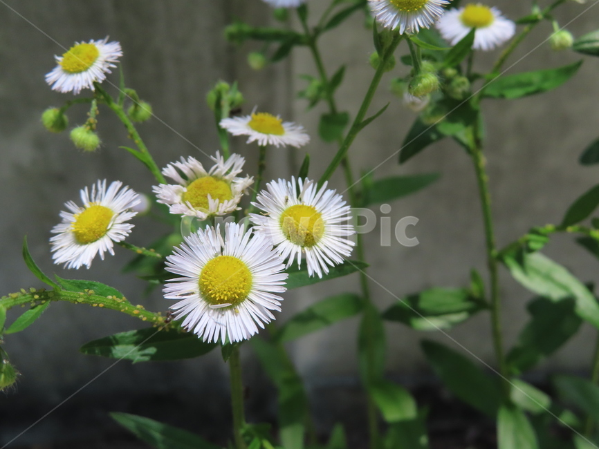 피어나다,꽃,노란색,아름다움,식물,공원,귀여운,흰색,bloom,flower,yellow,beautiful,plant,park,cute,white,계란꽃