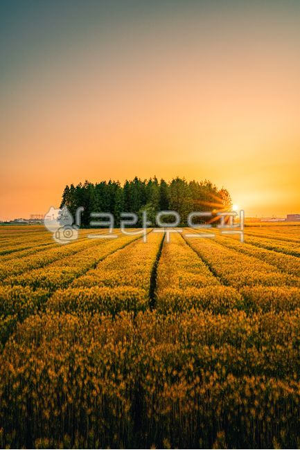 green barley field,sunset,Oknyeo Intersection,sun,metasequoia