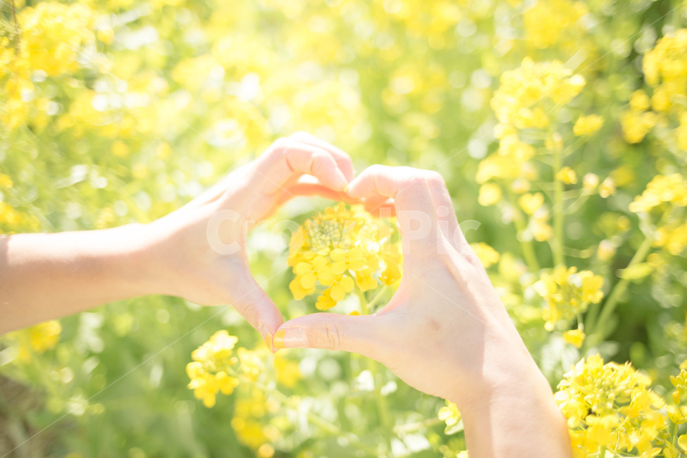 finger,love,mind,landscape photography,Character,warmth,jeju island,excitement,hand heart,heart,flower,Emotional photo,spring,healing,plant,jeju,rape flower,travel,love you