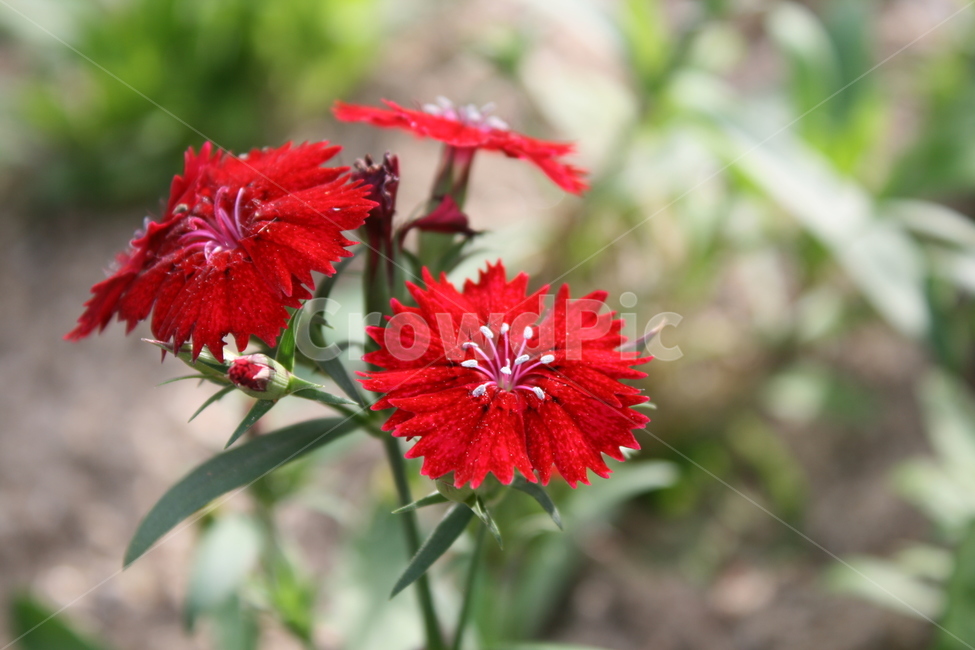빨간꽃,꽃,자연,예쁜꽃,무슨꽃,봄,계절,spring,season,식물,자연,plants,nature,꽃,flower,plant