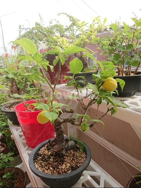 매화,매실,열매,식물,나무,화분,식물,자연,plants,nature