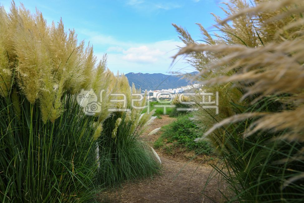 팜파스그라스,팜파스,갈대,갈색,pampasgrass,pampas,brown