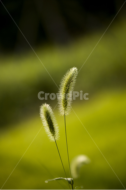 풀잎,강아지풀,우정,그린,초록,식물,자연풍경,식물,자연,plants,nature
