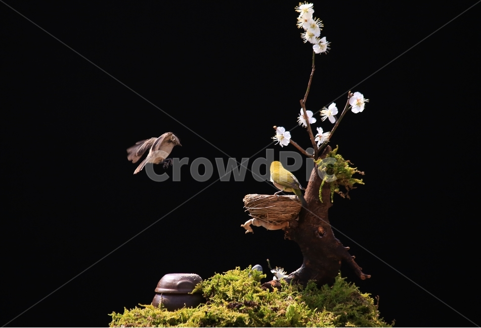 jar,항아리,pottery,도기류,pottedplant,화분,animal,동물,bird,새,plant,식물,tree,나무,새집,이끼,동박새,매화나무,매화,식물,자연,plants,nature,꽃,flower,동물,animal,조류,새,birds