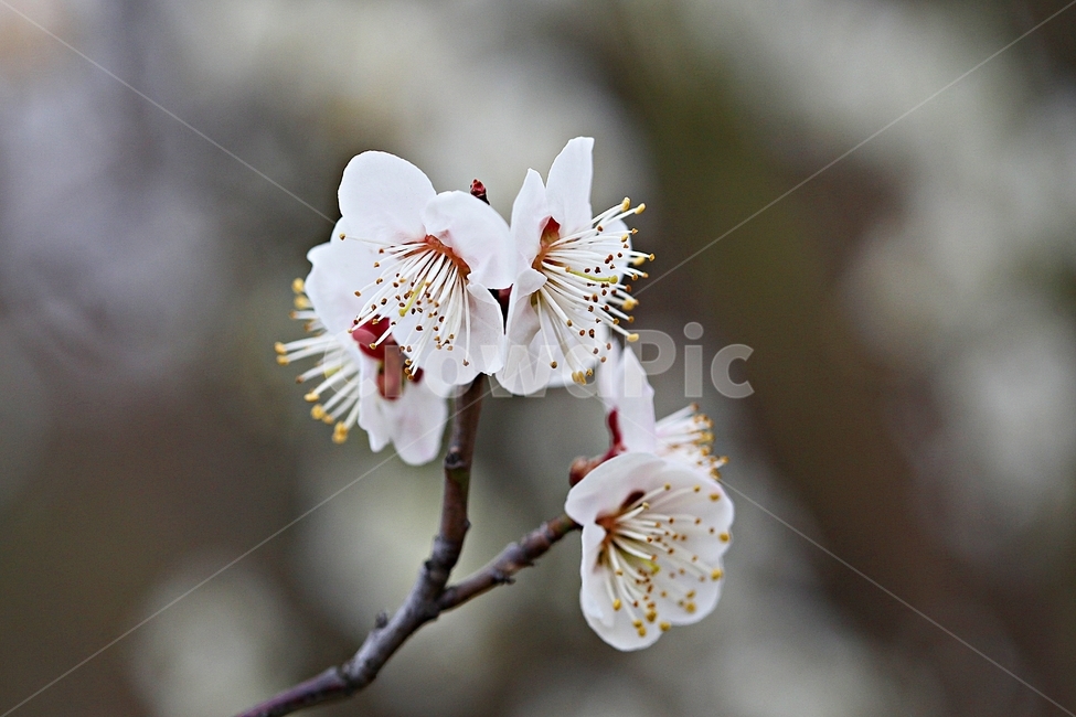 살구꽃,꽃,살구나무,자연,배경,봄,계절,spring,season,식물,자연,plants,nature,꽃,flower,plant