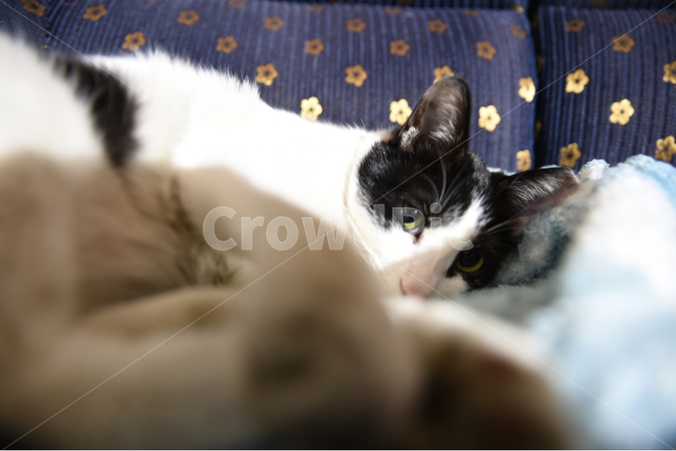 cat,고양이,kitten,냥이,길냥이,길고양이,동물,animal,포유류,mammal,고양이,cat,kitten,kitty