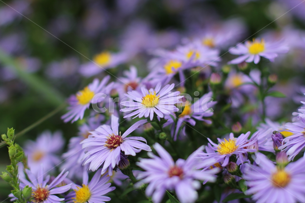 꽃,국화꽃,국화,식물,plant,flower,식물,자연,plants,nature,꽃,flower