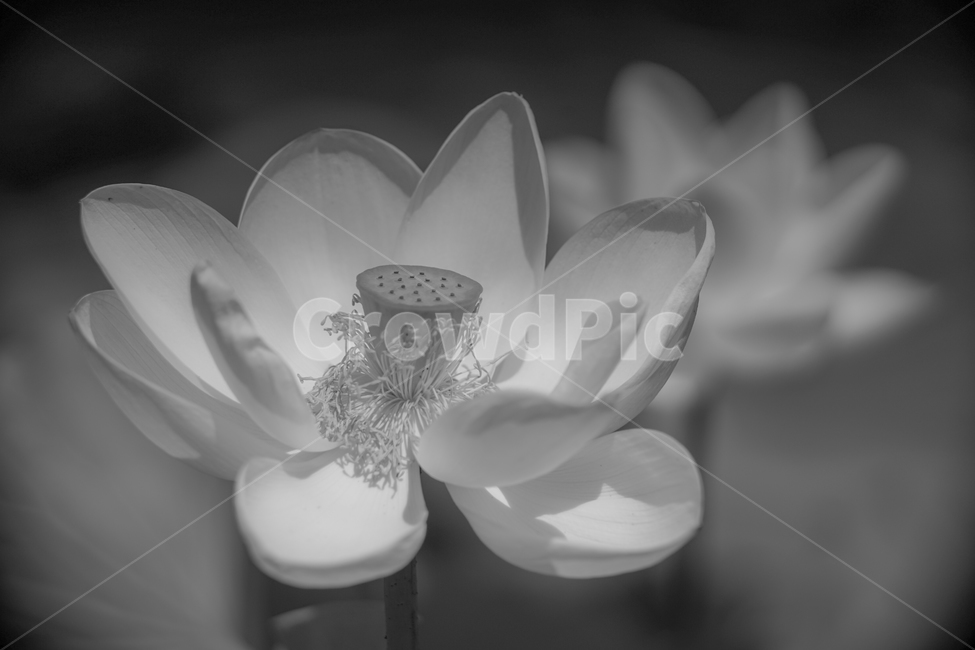 연,연꽃,불화,꽃,식물,자연,식물,자연,plants,nature,꽃,flower,흑백,모노톤,monochrome,black and white