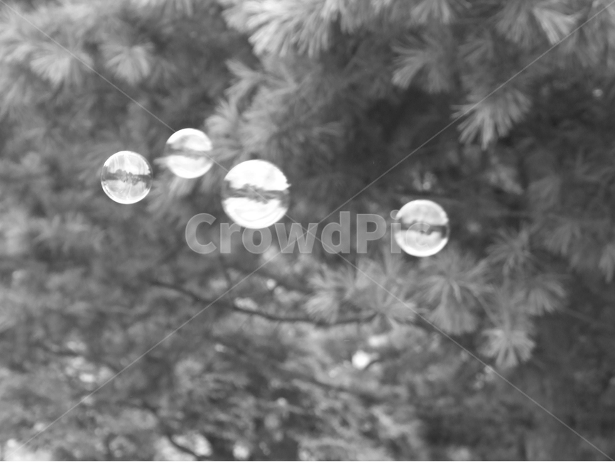 비누방울,흑백사진,풍경사진,공원,소나무,식물,자연,plants,nature,흑백,모노톤,monochrome,black and white