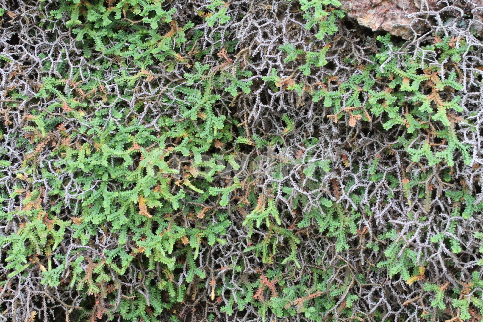 구실사리,이끼,식물,바위비닐이끼,moss,식물,자연,plants,nature
