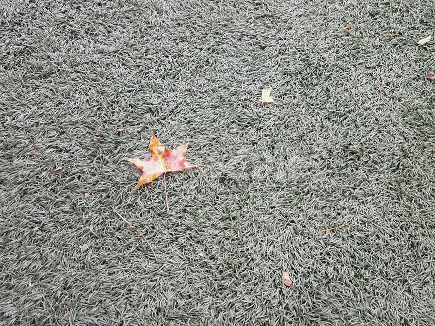 단풍잎,잔디,인조잔디,설정샷,인위적,단풍나무,운동장,자연,가을,계절,fall,autumn,season,plant,식물,leaf,잎,tree,나무