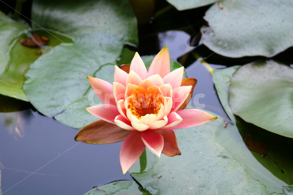 수련,연꽃,연잎,식물,수생식물,연,자연,식물,자연,plants,nature,꽃,flower