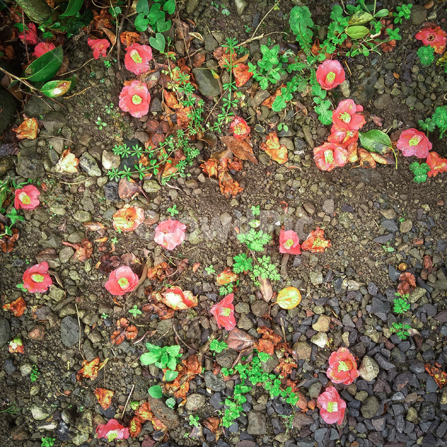 동백,동백꽃,겨울,동백잎,빨간꽃,꽃이지다,겨울꽃,꽃,flower