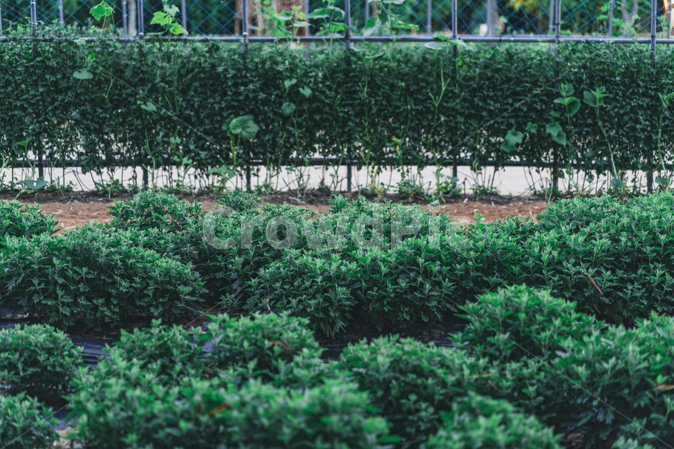 옥외,garden,정원,nature,공원,자연,풍경,nature,landscape