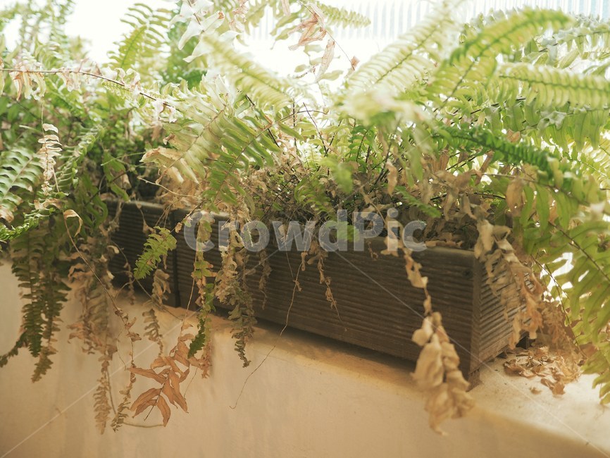 카페,식물,여유,감성,힐링,cafe,plants,rest,mood,healing,꽃,분위기,자연,실내용화초,화분,화초,house plant