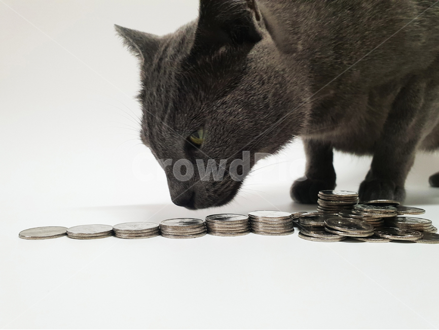 고양이,러시안블루,동전,부자,욕심,애완동물,돈,털,저금,스마트,영리한,동물,animal,포유류,mammal,고양이,cat,kitten,kitty,금융,돈,finance,banking,money,연출,컨셉,콘셉,direction,concept,누끼,remove background
